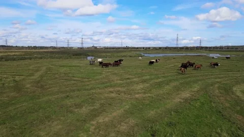 Cattle herd walking in grazing marsh, agriculture Stock-Footage 164772876