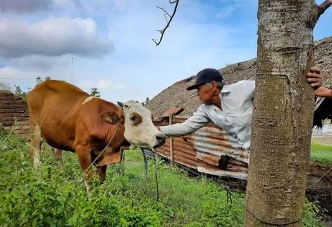 Cattle herder Stock Photos