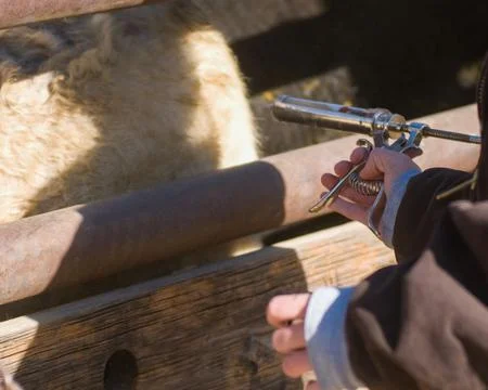 Cattle herding and vaccination process on a sunny ranch day Stock Photos