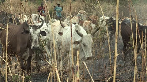 Cattle Herding Stock Footage 23090333