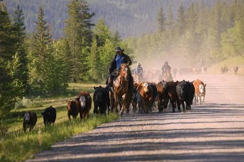 Cattle Herding Stock Photos