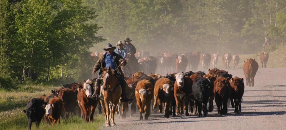 Cattle Herding Stock Photos