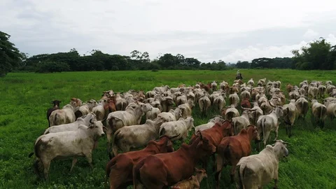 Cattle herds Video stock 124719717