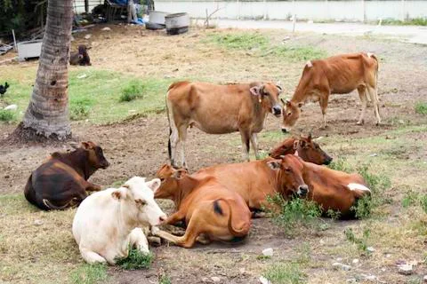 Cattle herds Stock Photos