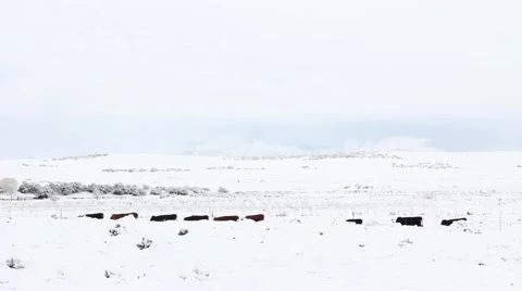 Cattle High Desert Snow Stock Footage 61897241