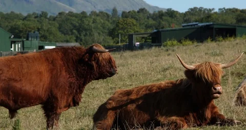 Cattle in Highland 스톡 동영상 101346611