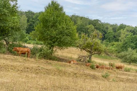 Cattle in Hohenlohe Stock Photos