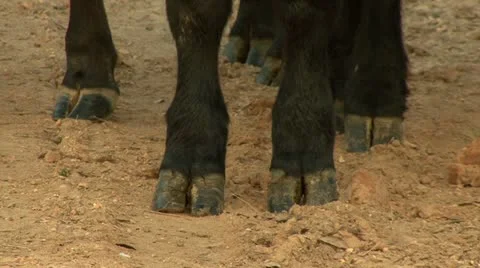 Cattle hooves 動画素材 12433969