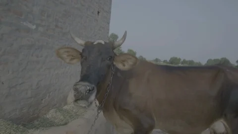 Cattle In House Video stock 112393961