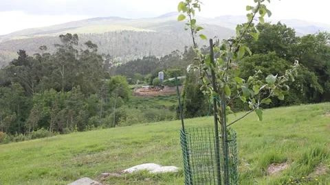 Cattle in a house in the mountains Stock Footage 255210360