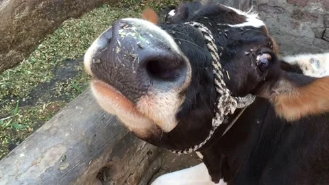 Cattle irritating with flies in slow motion 스톡 동영상 133586086