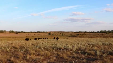 Cattle jogging toward the camera across Kansas pasture Stock Footage 347405155