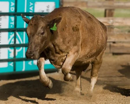 Cattle jumping in a rural setting during a herd management practice Stock Photos