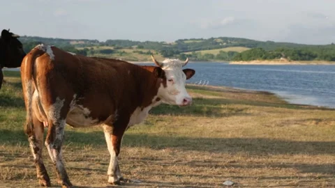 Cattle by lake Stock Footage 198384934