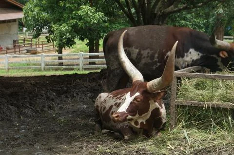 A cattle with large, distinctive horn resting in a shaded area. Foto stock