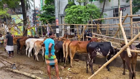 Cattle lined up at a busy street-side Qurbani market in Bangladesh before Eid Vídeos de archivo 346885942