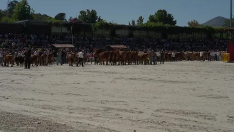 Cattle lined up before packed grandstand at Feiras Novas Ponte de Lima Stock Footage 346133740