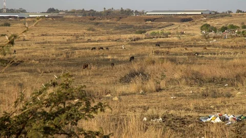 Cattle in a littered Field co Stock Footage 116733915