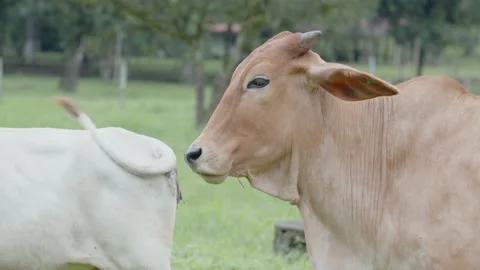 Cattle looking arround on a farm Stockbeeldmateriaal 151691564