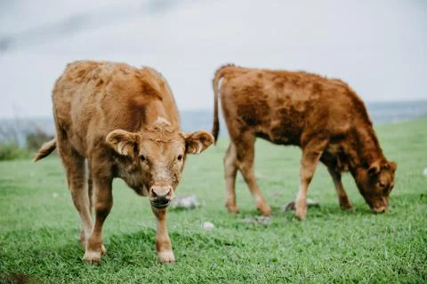 Cattle looking into camera Stock Photos