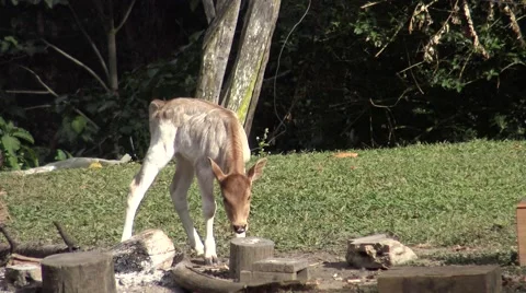 Cattle looking to the dog in courtyard. Stock Footage 61102762