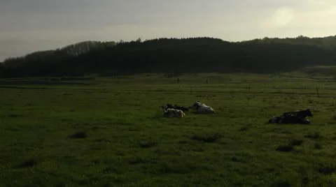 Cattle lying down pan Stock Footage 7745984