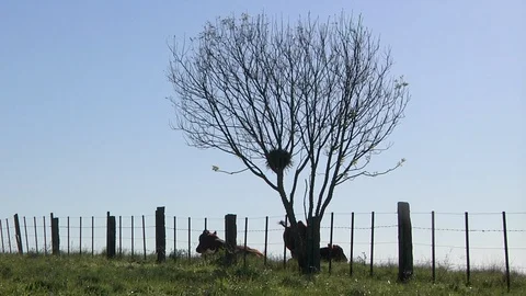 Cattle lying under the tree Vídeo Stock 100432366