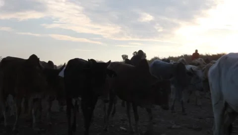 Cattle in Masai Mara Passing Camera   (HD) Stock Footage 7905260