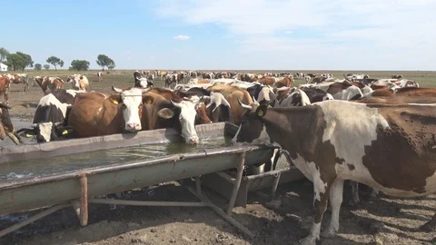 Cattle in the meadow drinking water Stock Footage 89485407