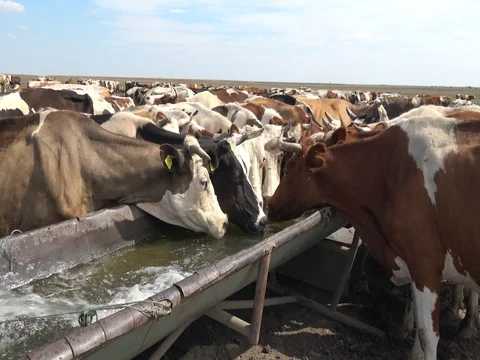 Cattle in the meadow drinking water from the trough  Stock Footage 71278484