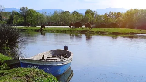 Cattle in the Meadow Video stock 89135913