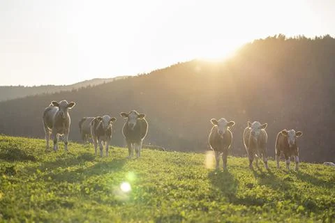Cattle on a meadow in the mountains 스톡 사진