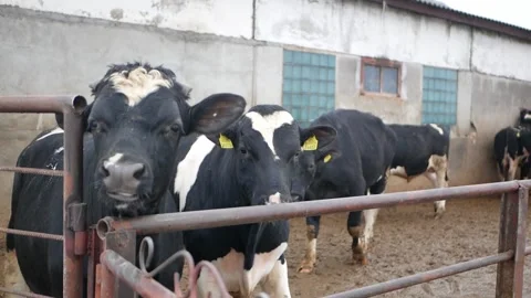 Cattle for meat production in farm Stock Footage 152412352