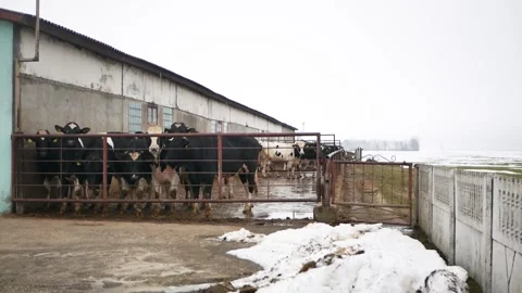 Cattle for meat production in farm Stock Footage 152506726