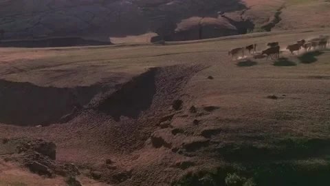 Cattle Migration Kicking Up Dust on Arid Grasslands in Xinjiang, China Stock Footage 337857874