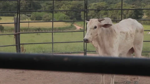 Cattle Mistreatment . Scared Animal Sequence Video stock 152642745