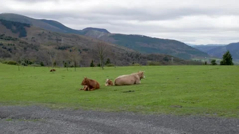 Cattle in mountain meadow Stock Footage 328915176