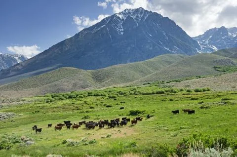 Cattle In a Mountain Meadow Stock Photos