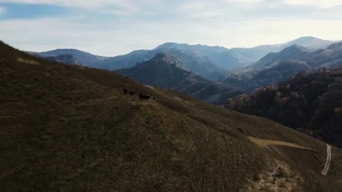 Cattle on mountain pastures, shooting from a drone Stock Footage 171294489
