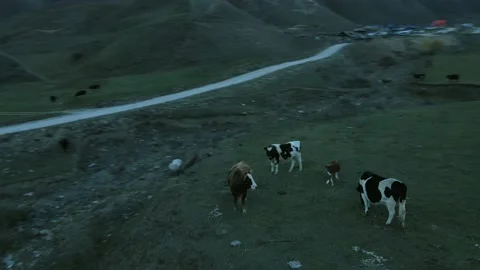 Cattle on mountain pastures, shooting from a drone Stock Footage 171299510