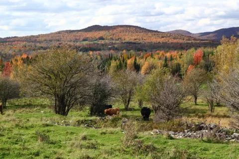 Cattle in mountain scene Stock Photos
