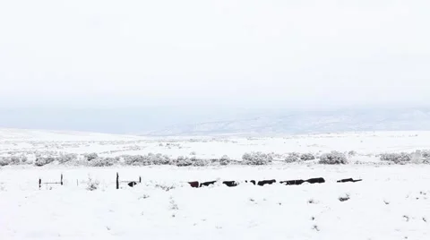 Cattle Mountain Snow Stock Footage 61897273