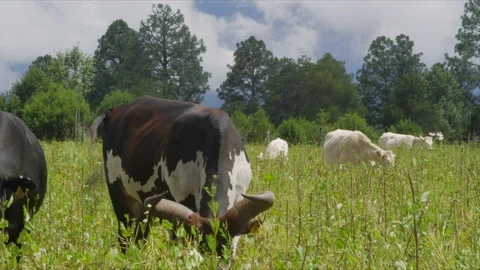 Cattle on Mountain Top Stock Footage 96256677