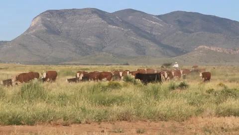 Cattle Moving Across Plain (HD) co Stock Footage 1160425