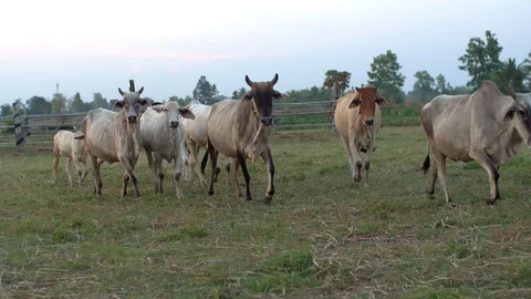 Cattle Moving Away. Cows Walking In Grass. Stock Footage 106900822