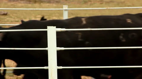 Cattle Moving Quickly into Corral MS Cowboy Whistle Vídeo Stock 4718924