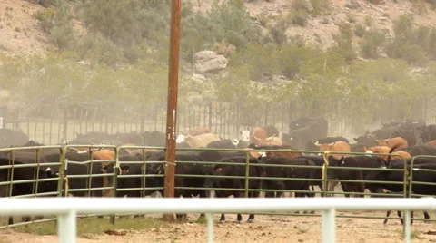 Cattle Moving through Corral Raising Dust Vídeo Stock 4281240