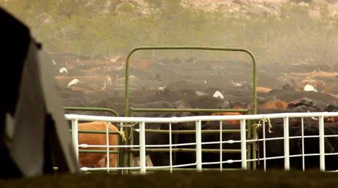Cattle Moving through Corral Raising Dust Roundup LS Stock Footage 4681771