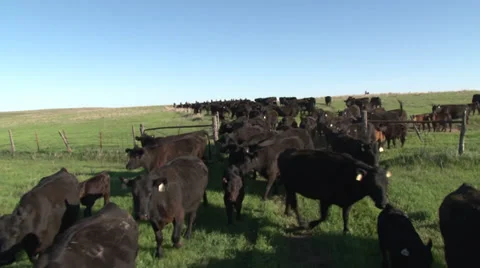 Cattle Moving through the Gate Video stock 36276490