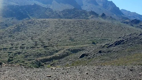 Cattle moving through the mountains Stock Footage 125204184